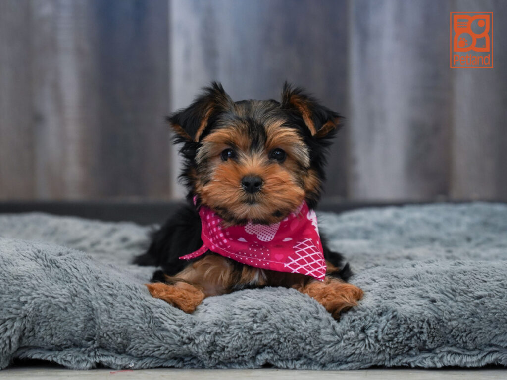 Bubbles - Yorkshire Terrier
