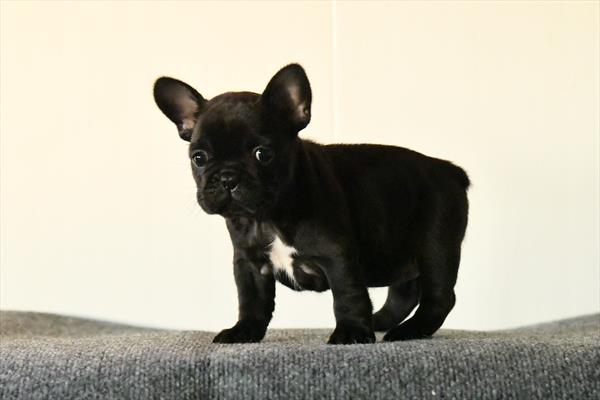Speck - French Bulldog