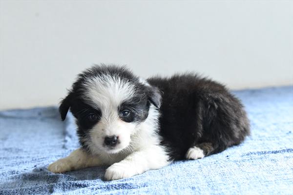 Nickel - Miniature Australian Shepherd