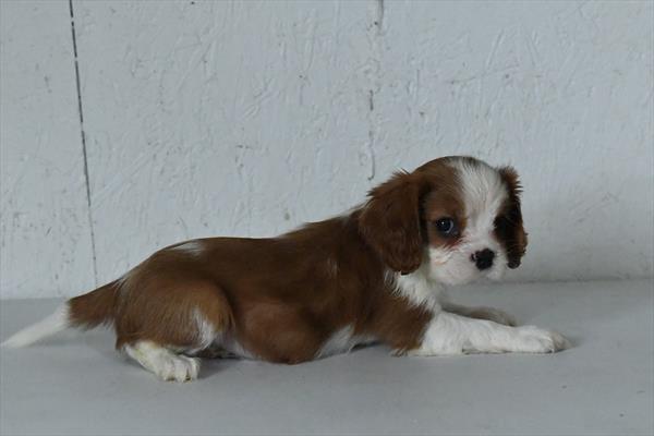 Cumin - Cavalier King Charles Spaniel