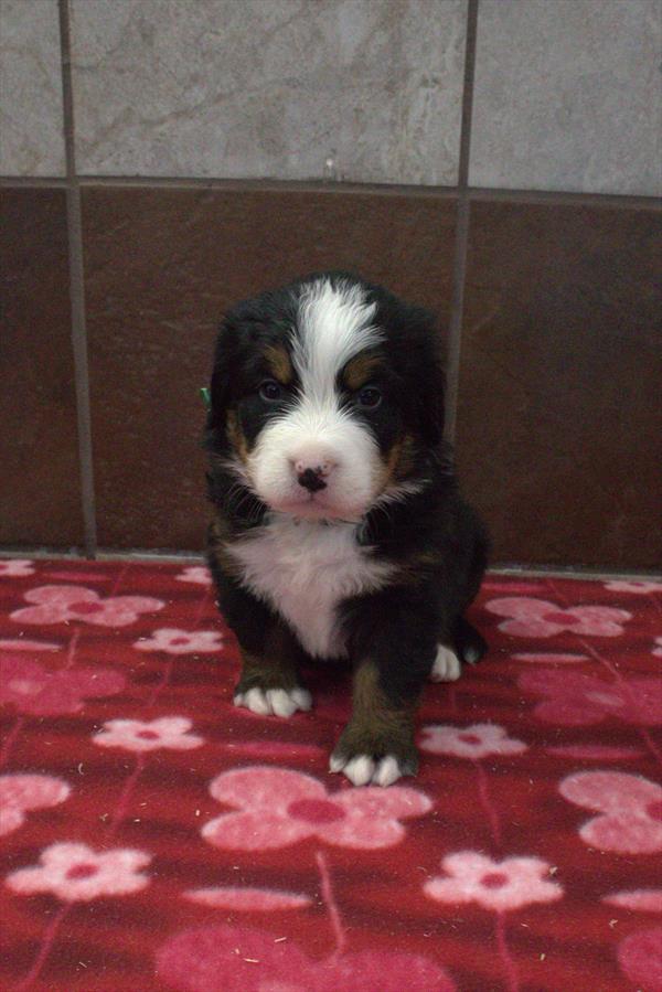Flame - Bernese Mountain Dog