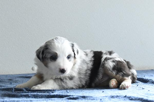 Dusty - Australian Shepherd