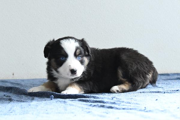 Keeper - Australian Shepherd