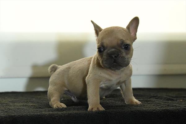 Glade - French Bulldog