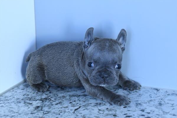 Trail - French Bulldog