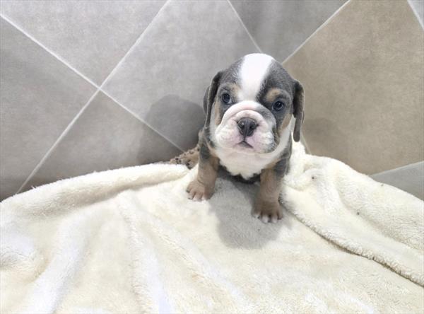 Lagoon - Beabull 2nd Gen