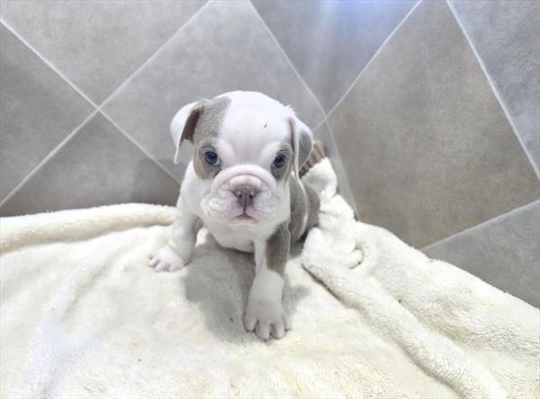 Topaz - Beabull 2nd Gen