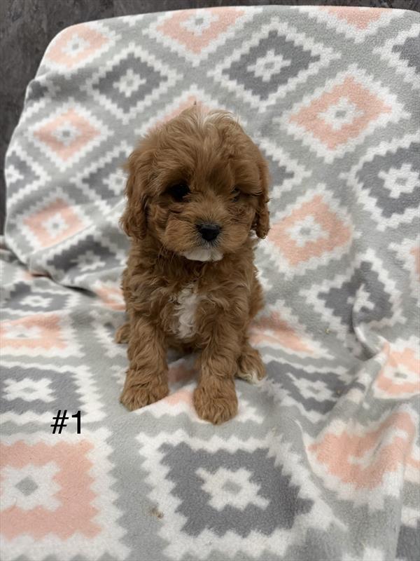 Sage - Cavapoo