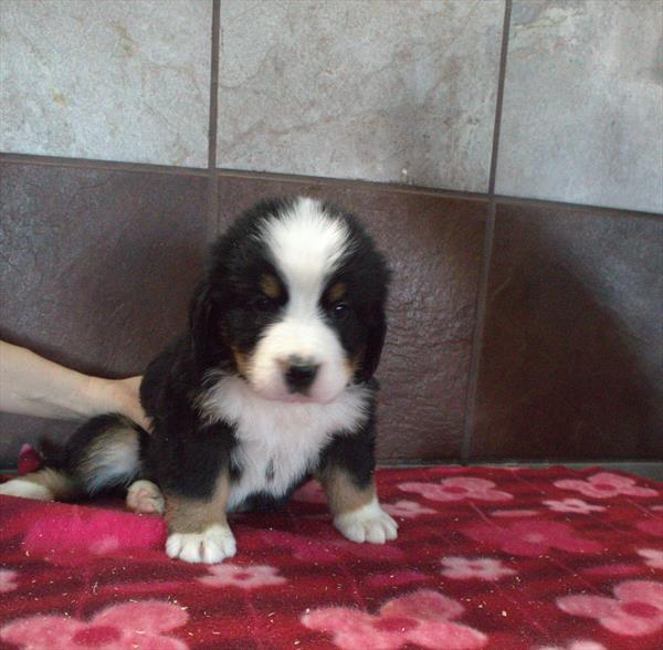 Chai - Bernese Mountain Dog