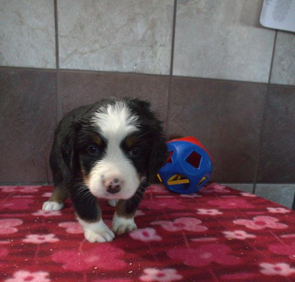 Rocket - Bernese Mountain Dog