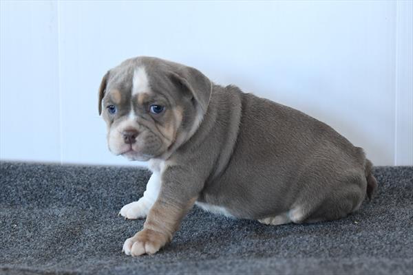 Hickory - Beabull 2nd Gen