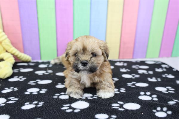 Cloudy - Lhasa Apso
