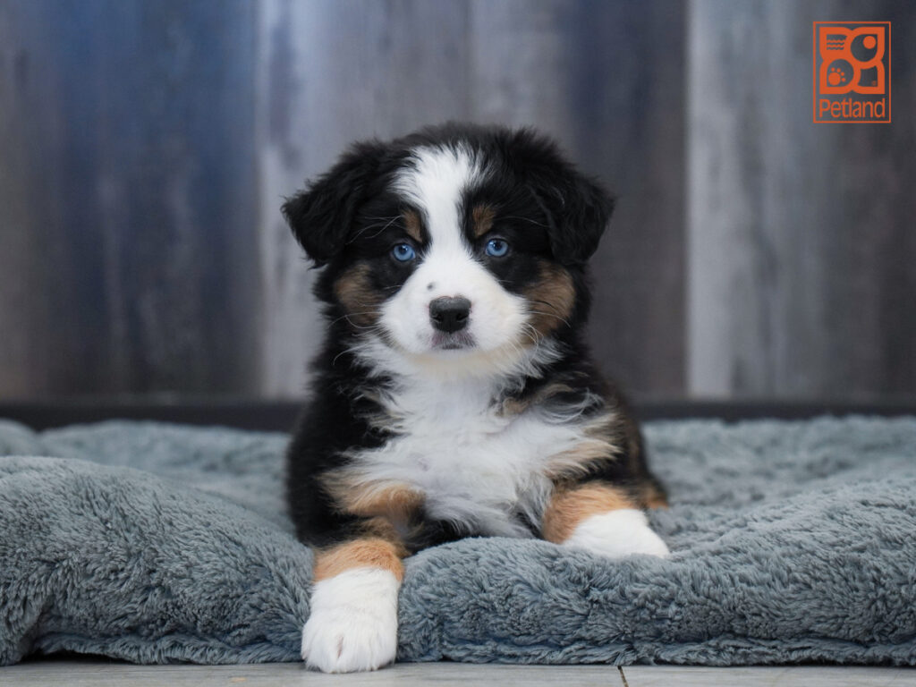 Carli - Australian Shepherd