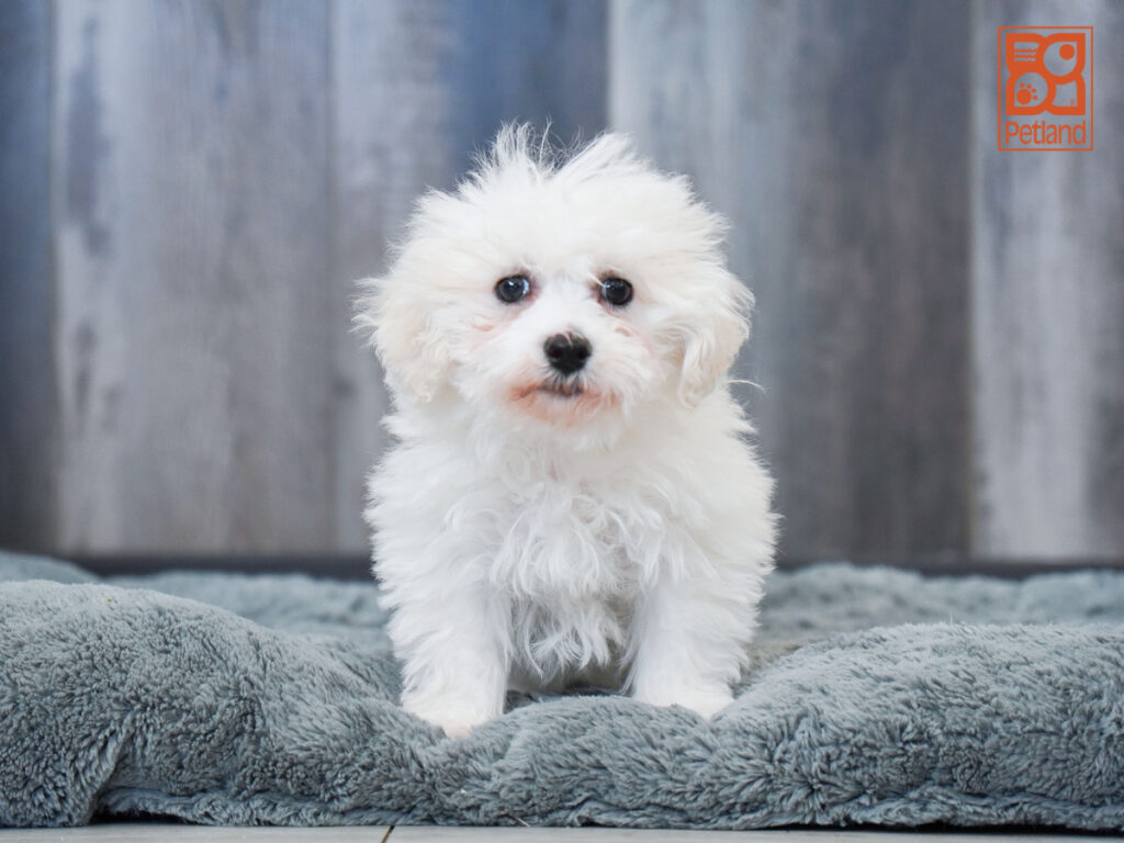 Cora - Bichon Frise