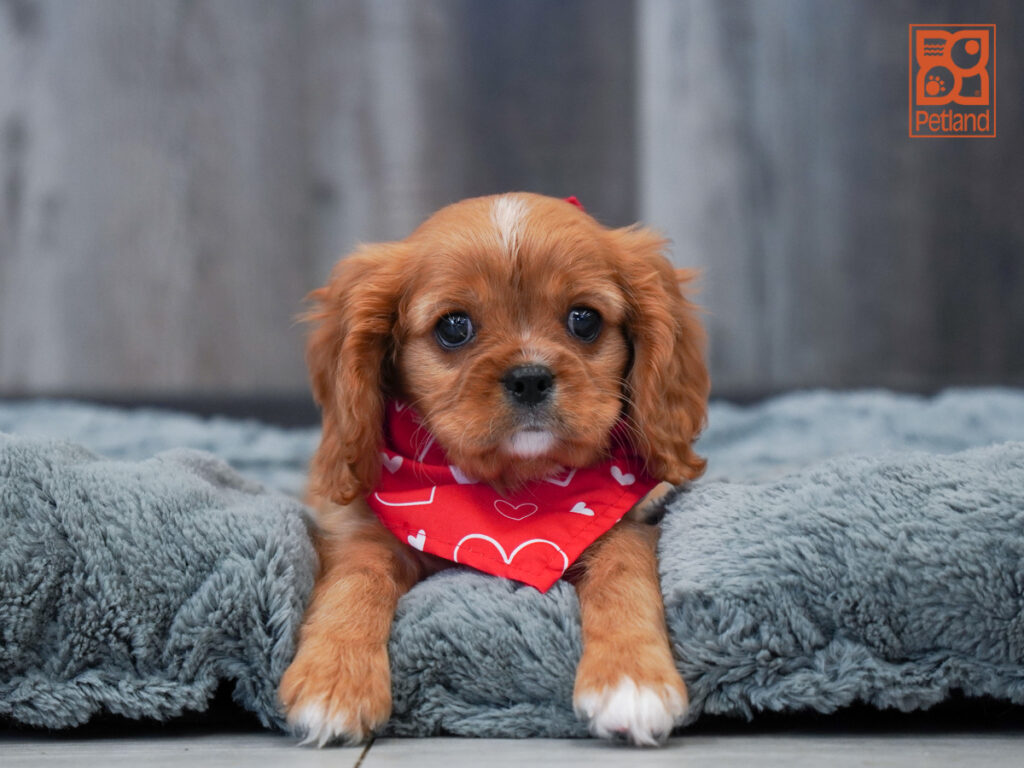 Marble - Cavalier King Charles Spaniel