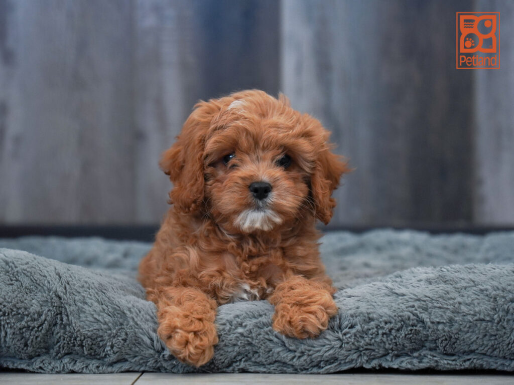 Chico - Cavapoo