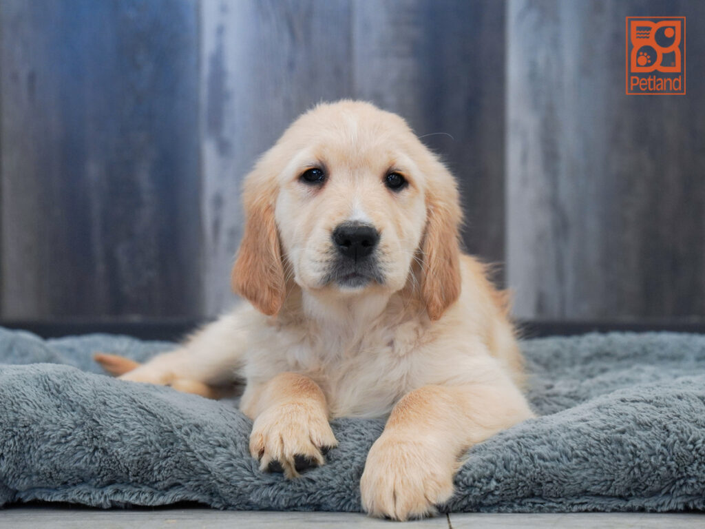 Cupid - Golden Retriever