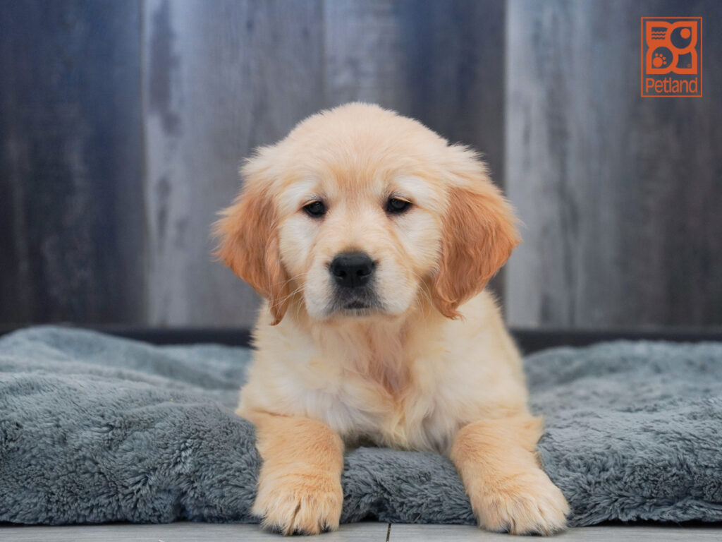 Cherry - Golden Retriever