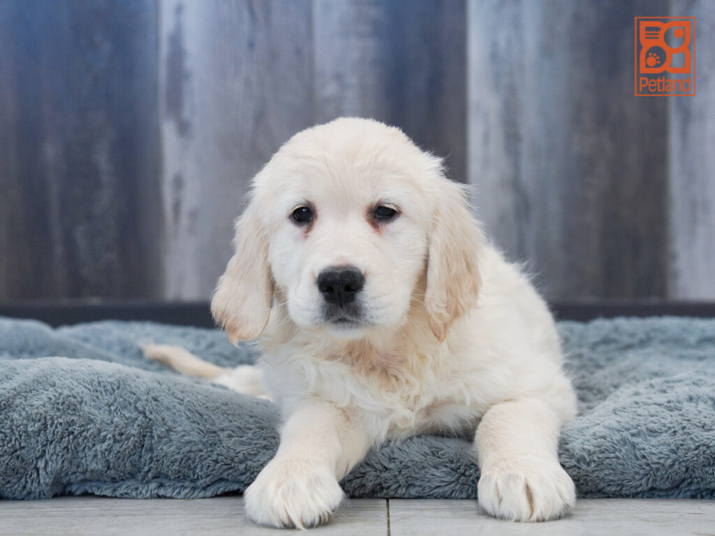 Courage - Golden Retriever