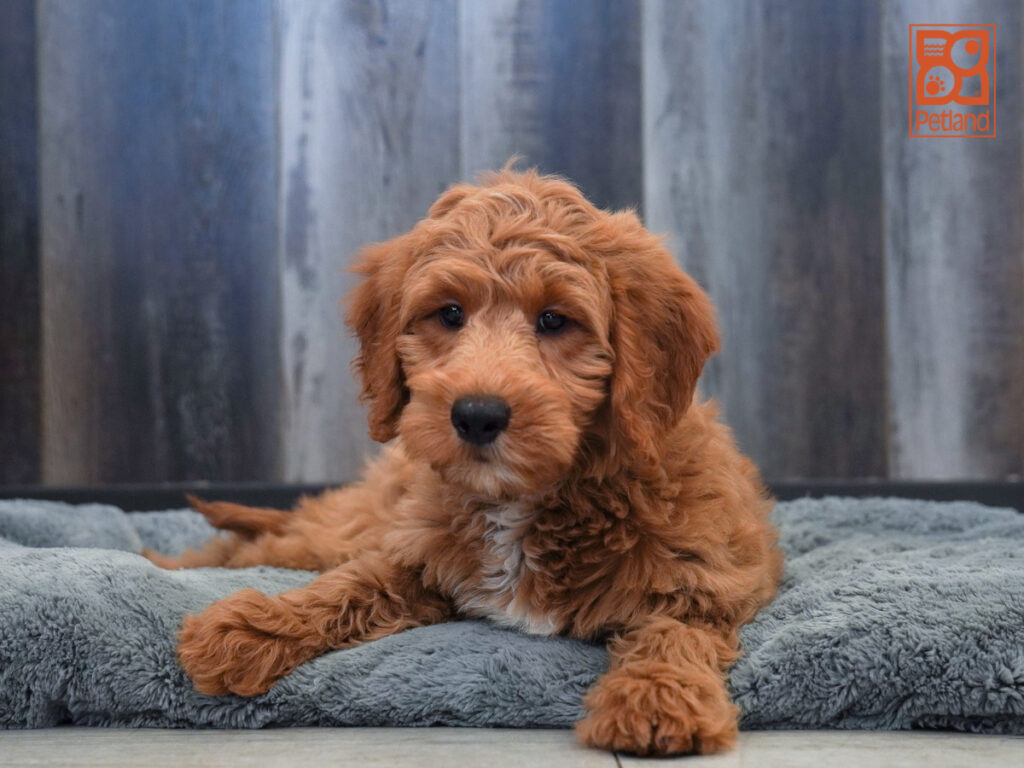 Colt - Goldendoodle Mini