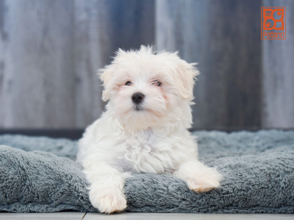Cloud - Maltese