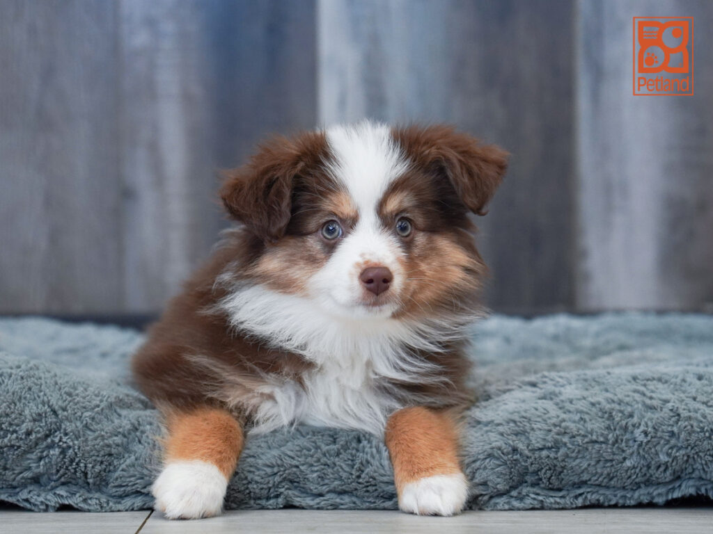 Cypress - Miniature Australian Shepherd