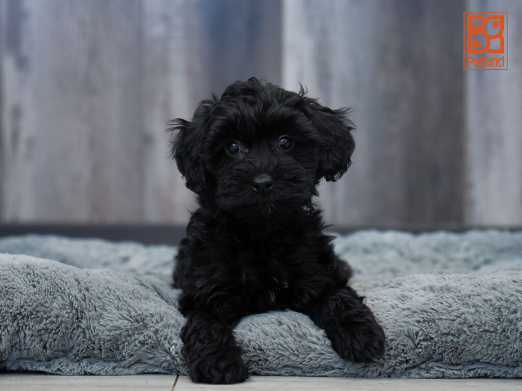 Crystal - Poodle Mini