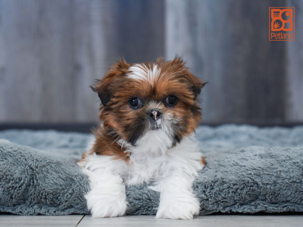 Quicksilver - Shih Tzu