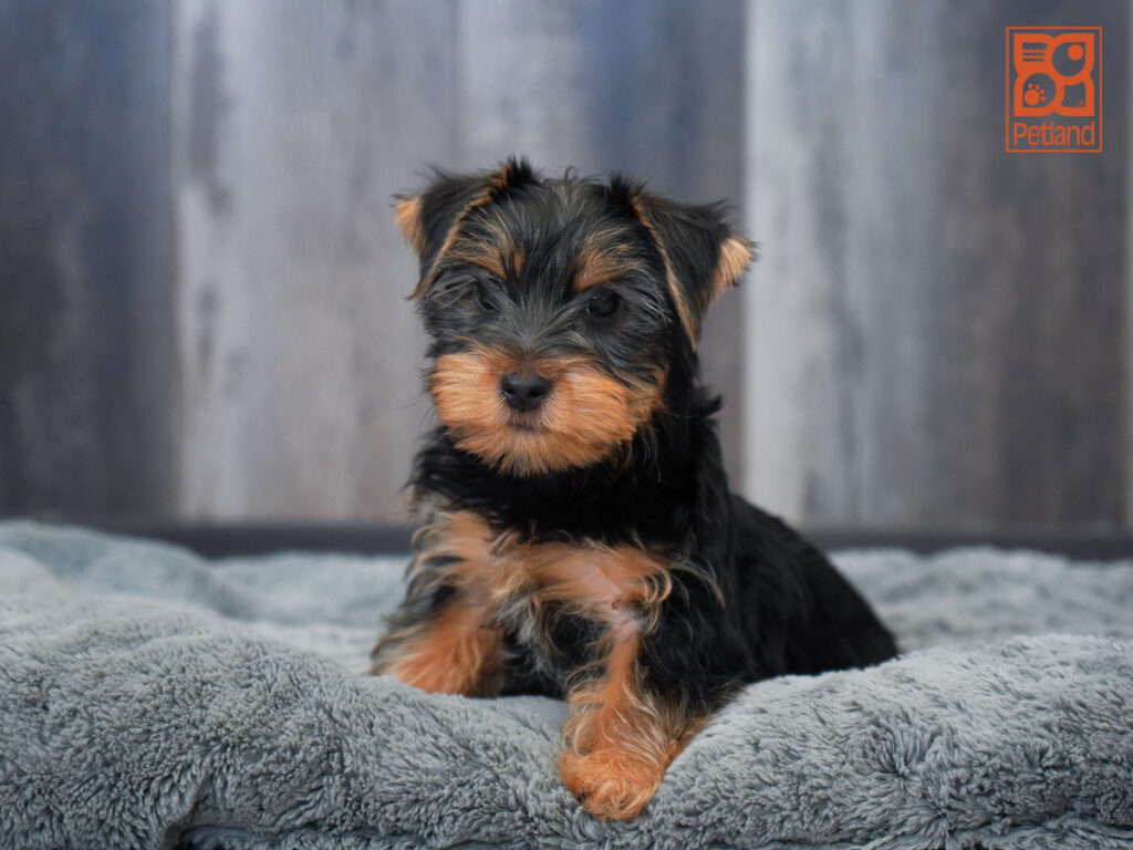 Calix - Yorkshire Terrier