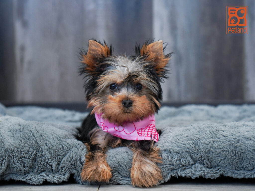 Chia - Yorkshire Terrier