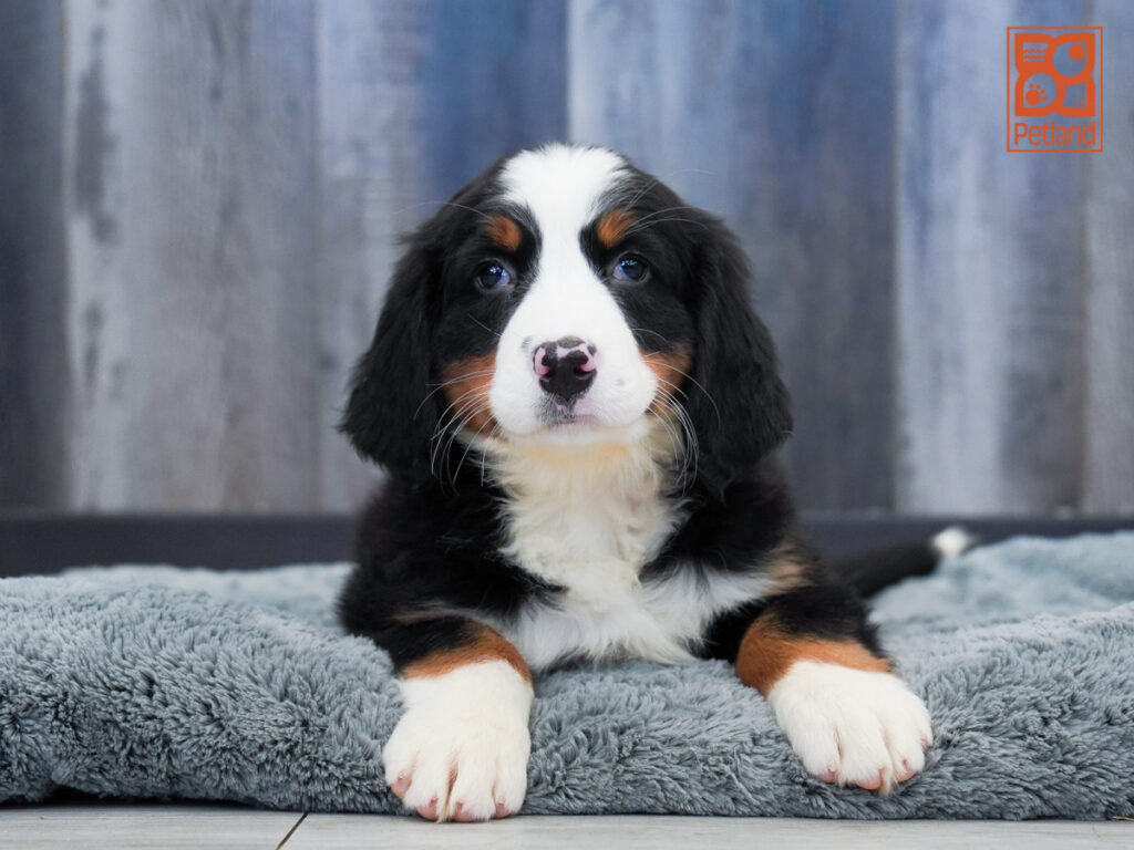 Debby - Bernese Mountain Dog