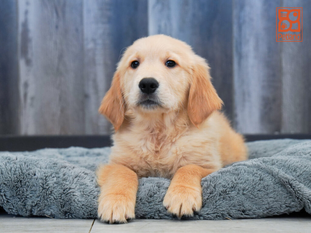 Drift - Golden Retriever