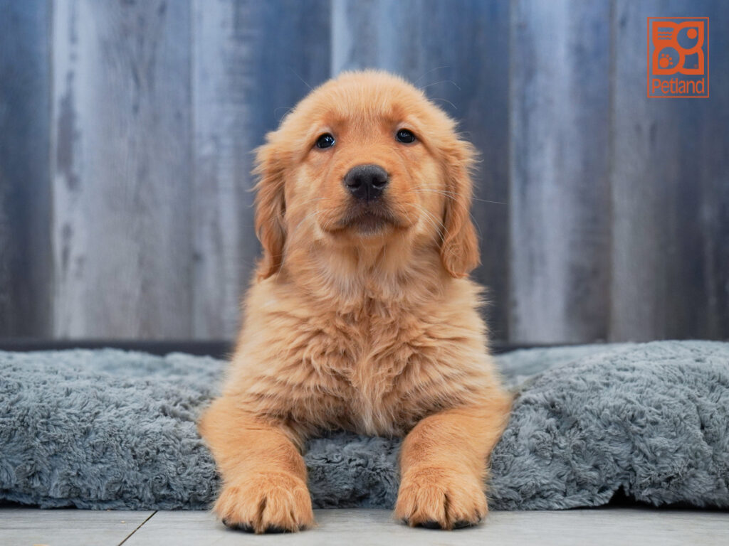 Dinky - Golden Retriever