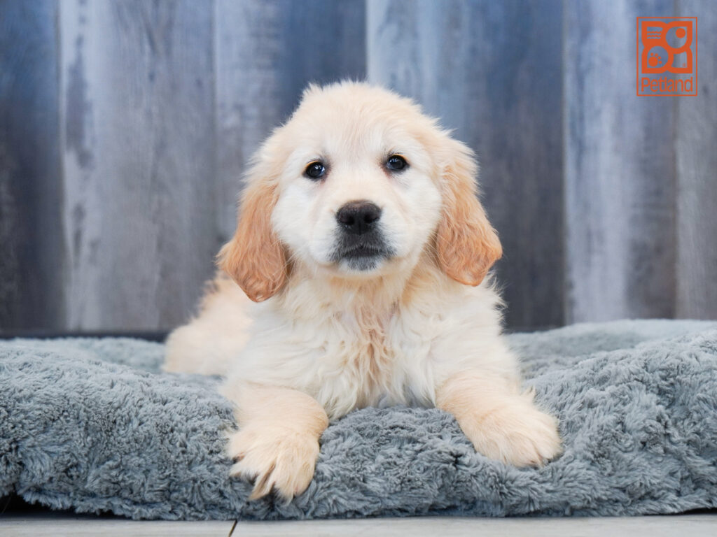 Dakota - Golden Retriever