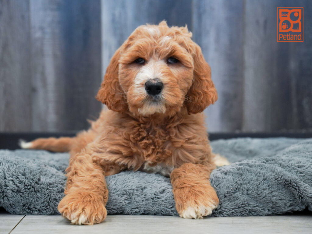 Dallas - Goldendoodle 2nd Gen