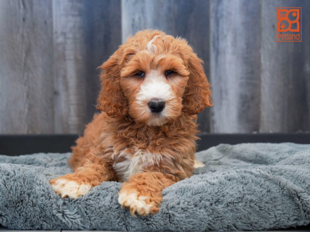 Dani - Goldendoodle 2nd Gen