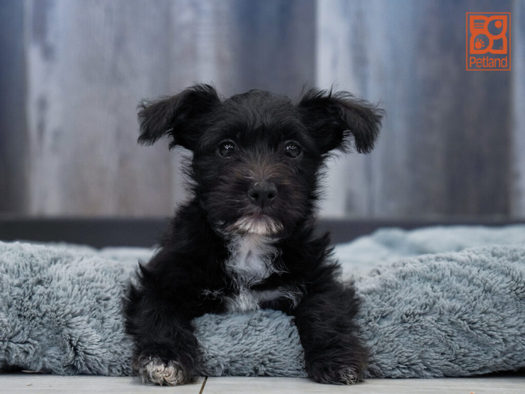 Devi - Havanese/West Highland White Terrier