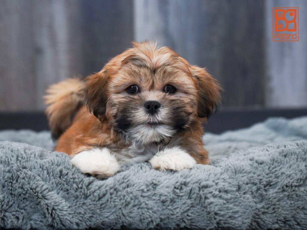 Darla - Lhasa Apso