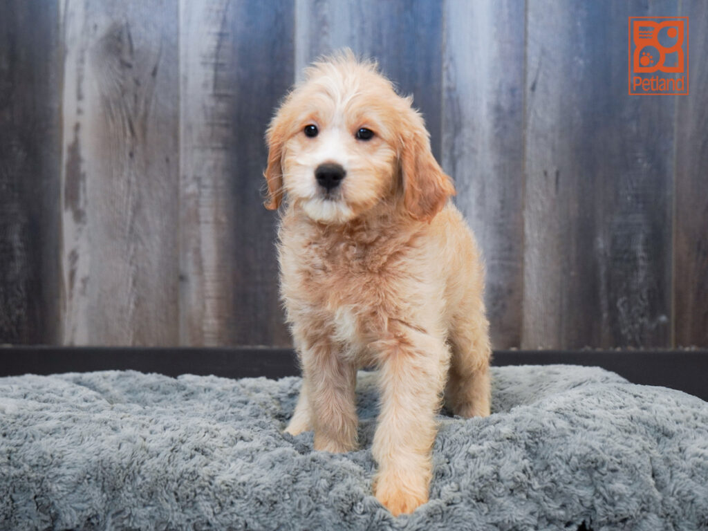 Dora - Goldendoodle Mini