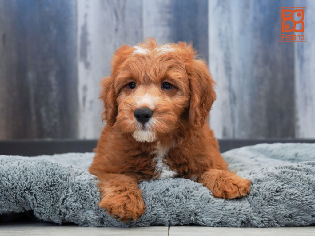 Dobby - Goldendoodle Mini