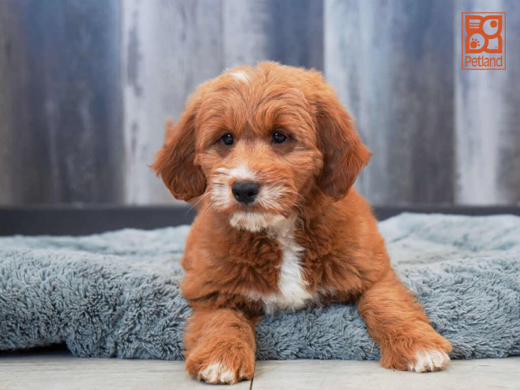 Demi - Goldendoodle Mini