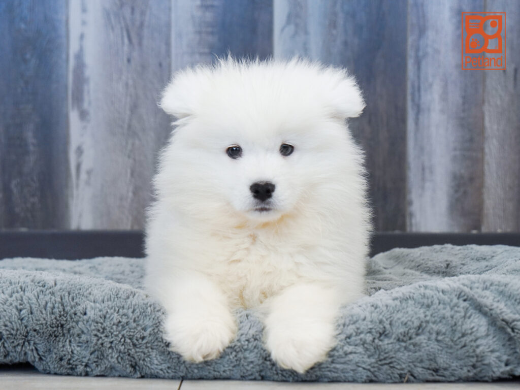 Dozer - Samoyed