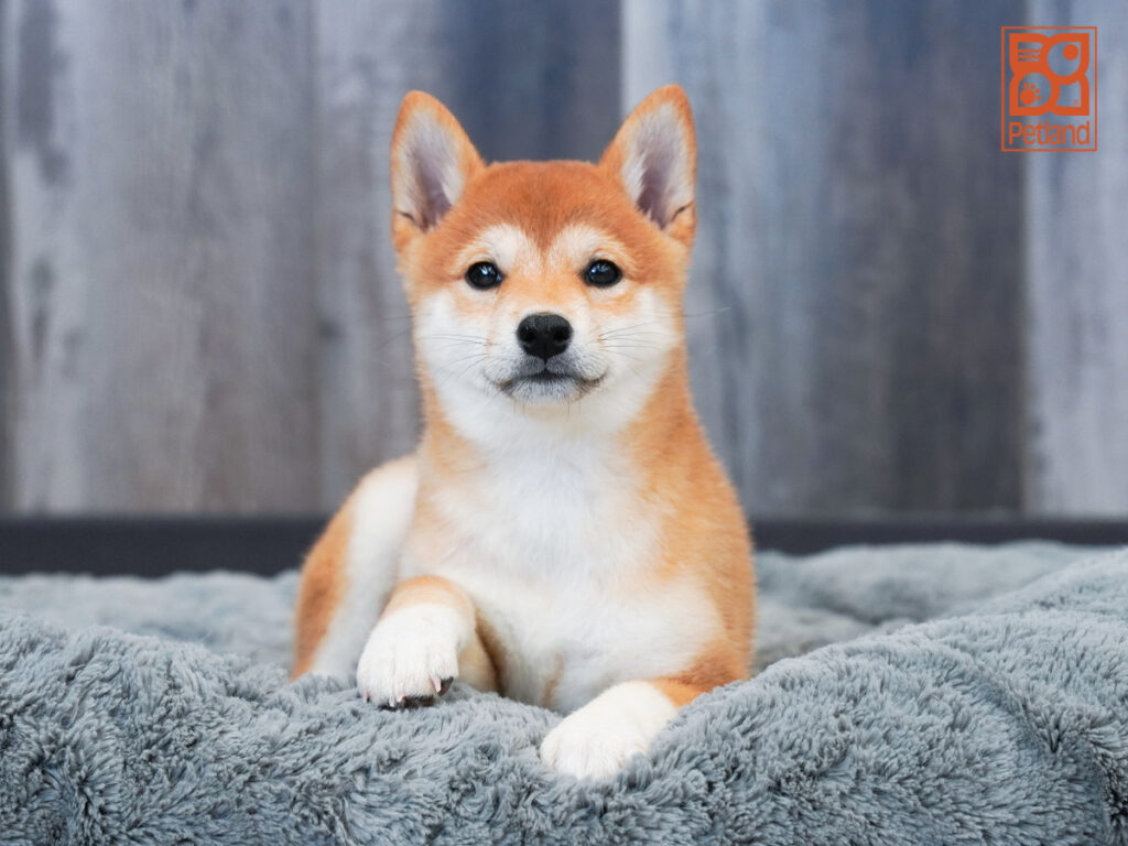 Dolly - Shiba Inu