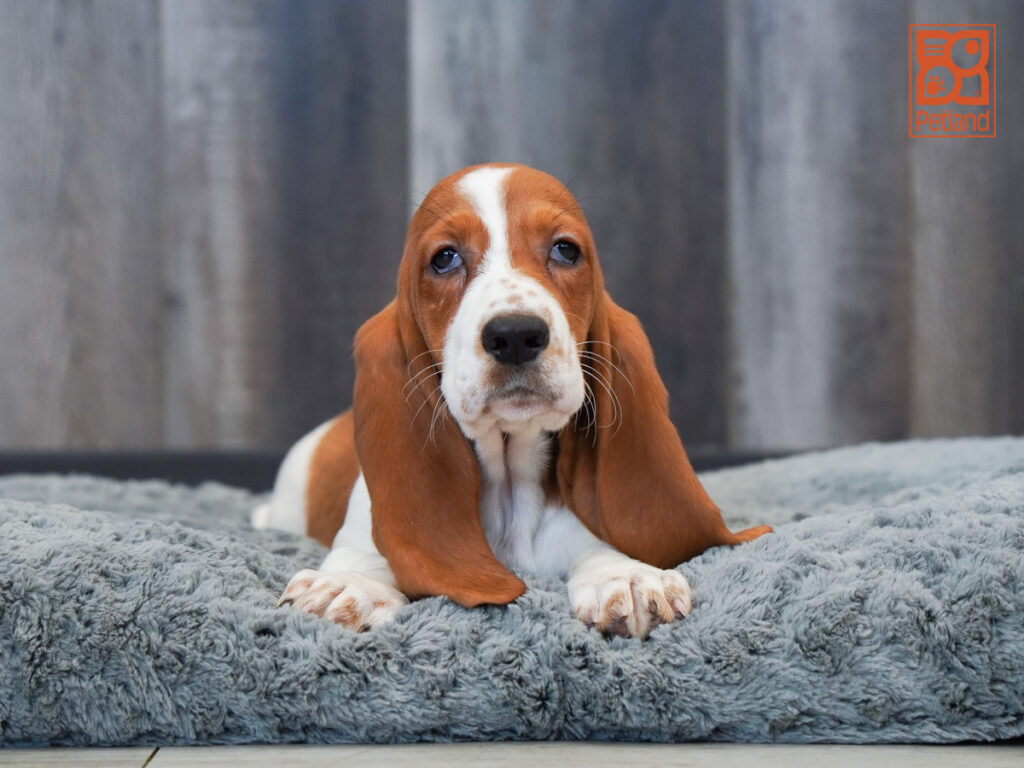 Alto - Basset Hound