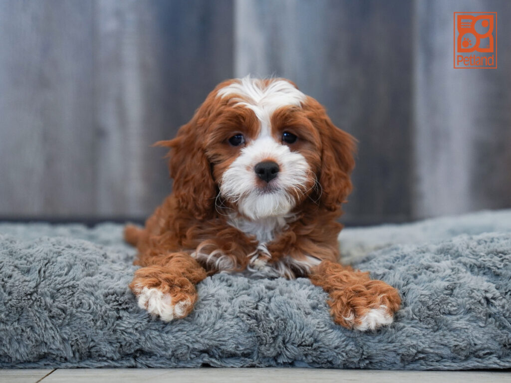 Meadow - Cavapoo