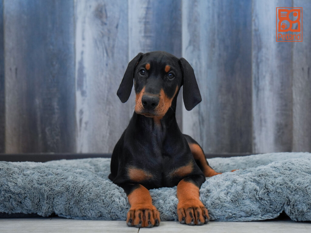 Zebra - Doberman Pinscher