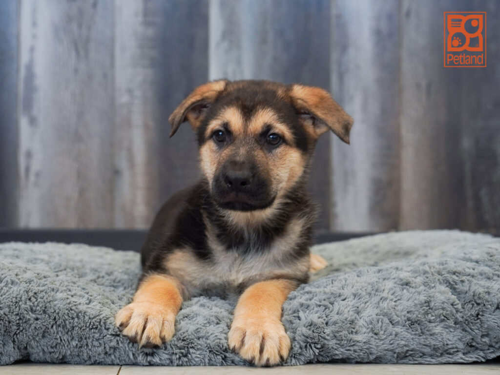 Woodland - German Shepherd Dog