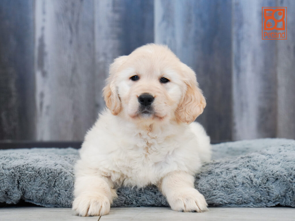 Twister - Golden Retriever