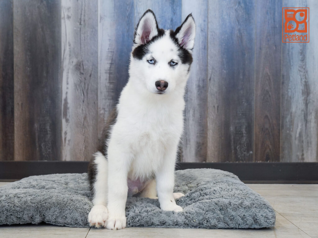 Enzo - Siberian Husky