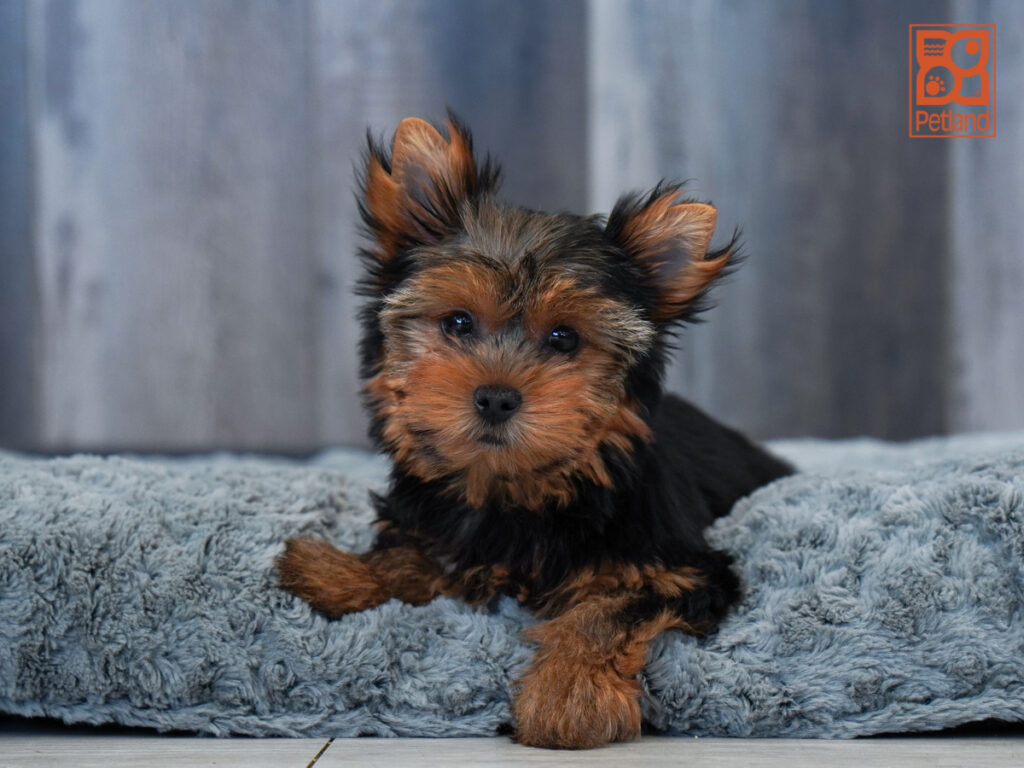 Esme - Yorkshire Terrier
